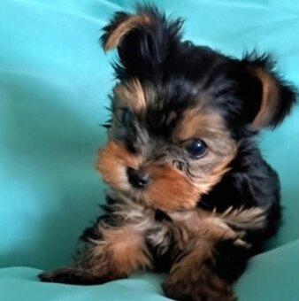 Yorkshirsky terier mini - 3