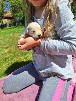 Zlatý retriever - 3