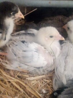 Kuriatka brahman, marans, green shell - 3