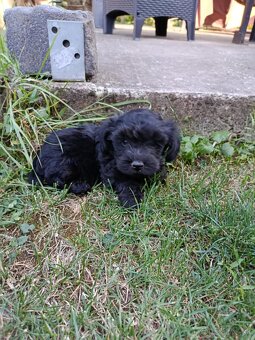 Yorkshirsky terier x toy pudel - /yorki poo/ - 3