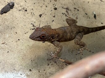 Anolis cristaleus - 3