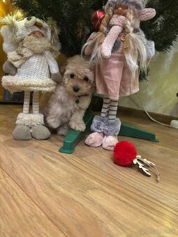 Pudel pudlik toy - 3