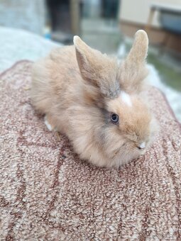 Zakrslé králiky - 3