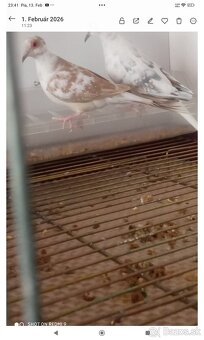 Holúbky diamantove straky - 3