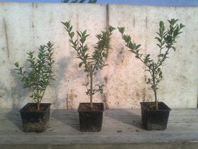 Vtáčí zob - Ligustrum vulgare Atrovirens - živý plot - 3