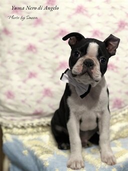 Boston Terrier - 3