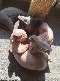 Sphynx mačiatka - 3