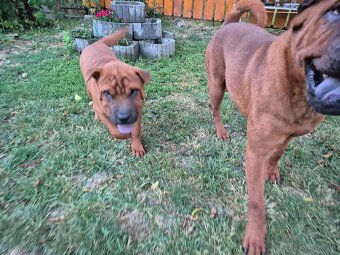 ▶️ SHAR-PEI - 3