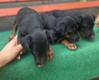 Jagdterrier - 3