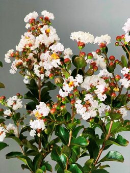 130-150 cm Myrta krepová biela (Lagerstroemia indica - 3