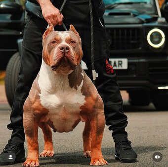 ŠTENIATKA AMERICAN BULLY XL/XXL - 3