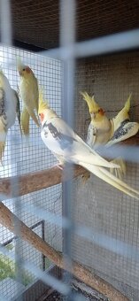 Predám Alexander Veľký - 3