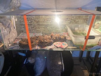 Boa Constrictor - 3