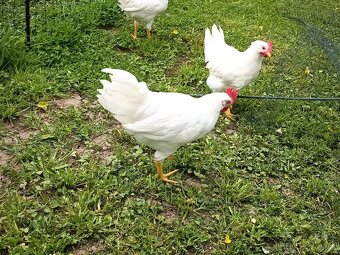 Predám kohúta Leghorn - 3