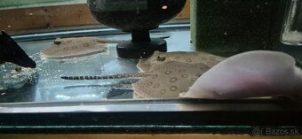 Potamotrygon motoro - 3