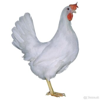 NOSNICE DOMINANT LEGHORN D229 - 3