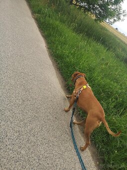 Fenka pitbull/staford - 3