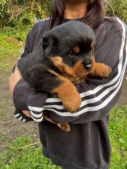 Rottweiler, rotvajler, rtw - 3