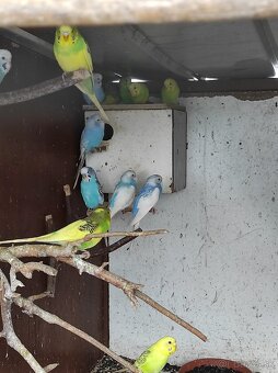 Andulka, andulky - 3