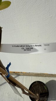 Ľaliovník tulipánokvetý "Arnold" 190 cm - 3