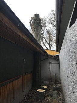 Pílenie stromov, arboristika, drtenie konárov - 3