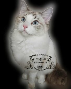 Ragdoll & Cherubim Pedigree - 3