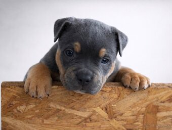 AMERICAN BULLY XL🩵💜 - 3