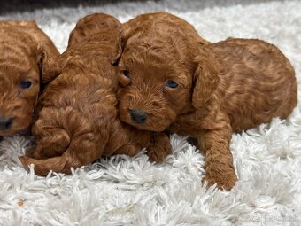 Pudel, pudlik toy/trpaslík - 3