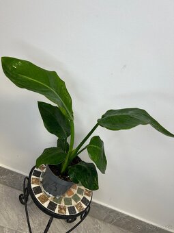 Strelitzia nicolai - 3