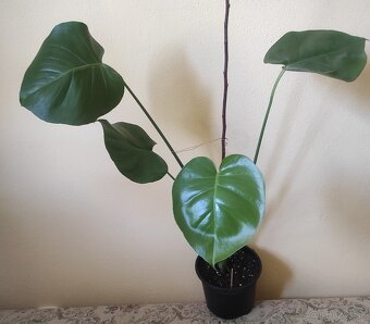 MONSTERA DELICIOSA - 3