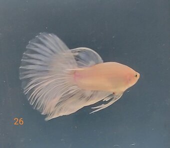 Bojovnica, betta, samec - 3