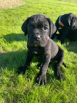 Cane corso - 3