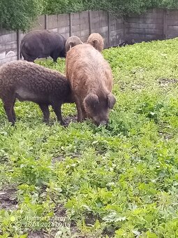 Predám prasatá - 3