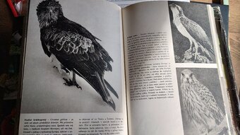 Veľký obrazový atlas zvierat - 3