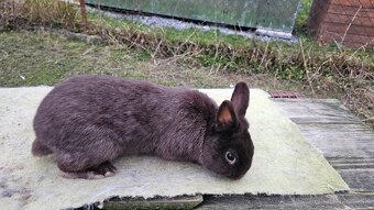 Zdrobnený strakáč havana-kominár - 3