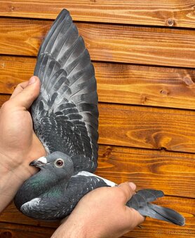 Poštové holuby - 3