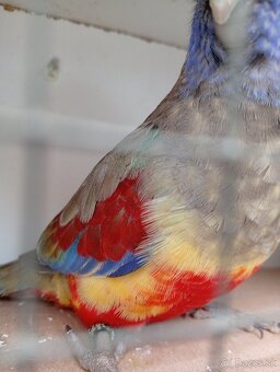 Papagáj červenobruchý - 3