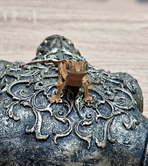 Pagekon riasnaty - 3