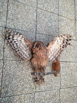 Preparaty a diviacie kly - 3