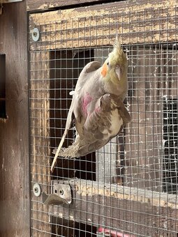 Korela - posledná minuloročná - 3