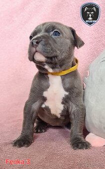 Štěňata American Bully XL s PP ABKC - 3