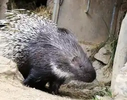 Kúpim Dikobraz srstnatonosý , zoo, kontaktná zoo - 3