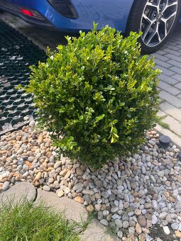 2ks buxus (kruspan) - 3