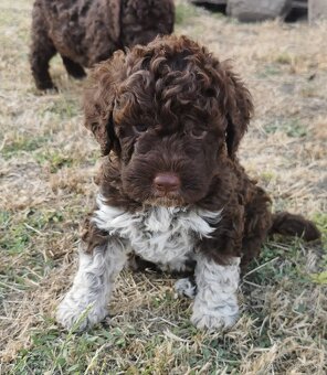 Lagotto Romagnolo steniatko - 3