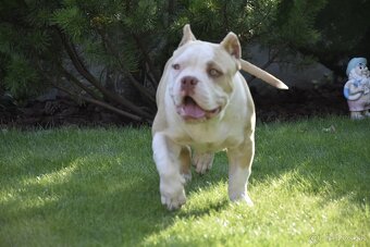 American bully s PP - 3
