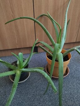Predám aloe vera - 3