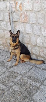 Nemecký ovčiak - 3