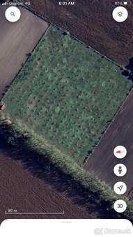 Ponúkam na predaj orechový sad v obci Okoč. - 3