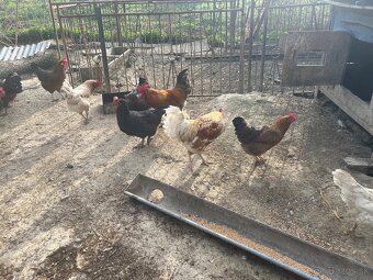 Predám kohútov - 3