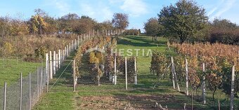 predaj Vinohradníckej chaty s vinohradom - 3
